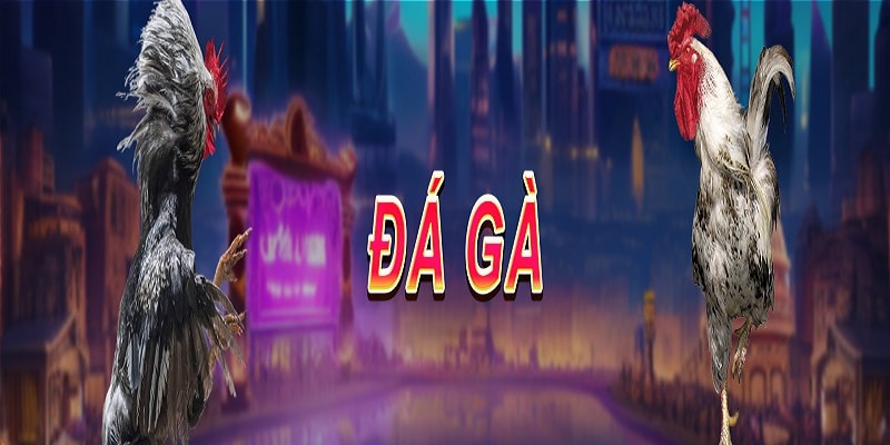 Sảnh đá gà đem đến những cuộc so tài căng thẳng